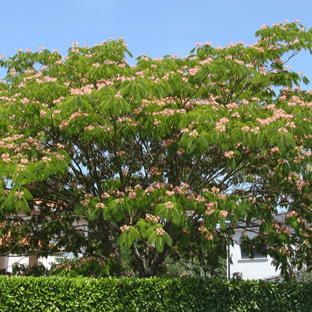Albizia julibrissin rosea - Arbre à soie rose - Arbres fleuris