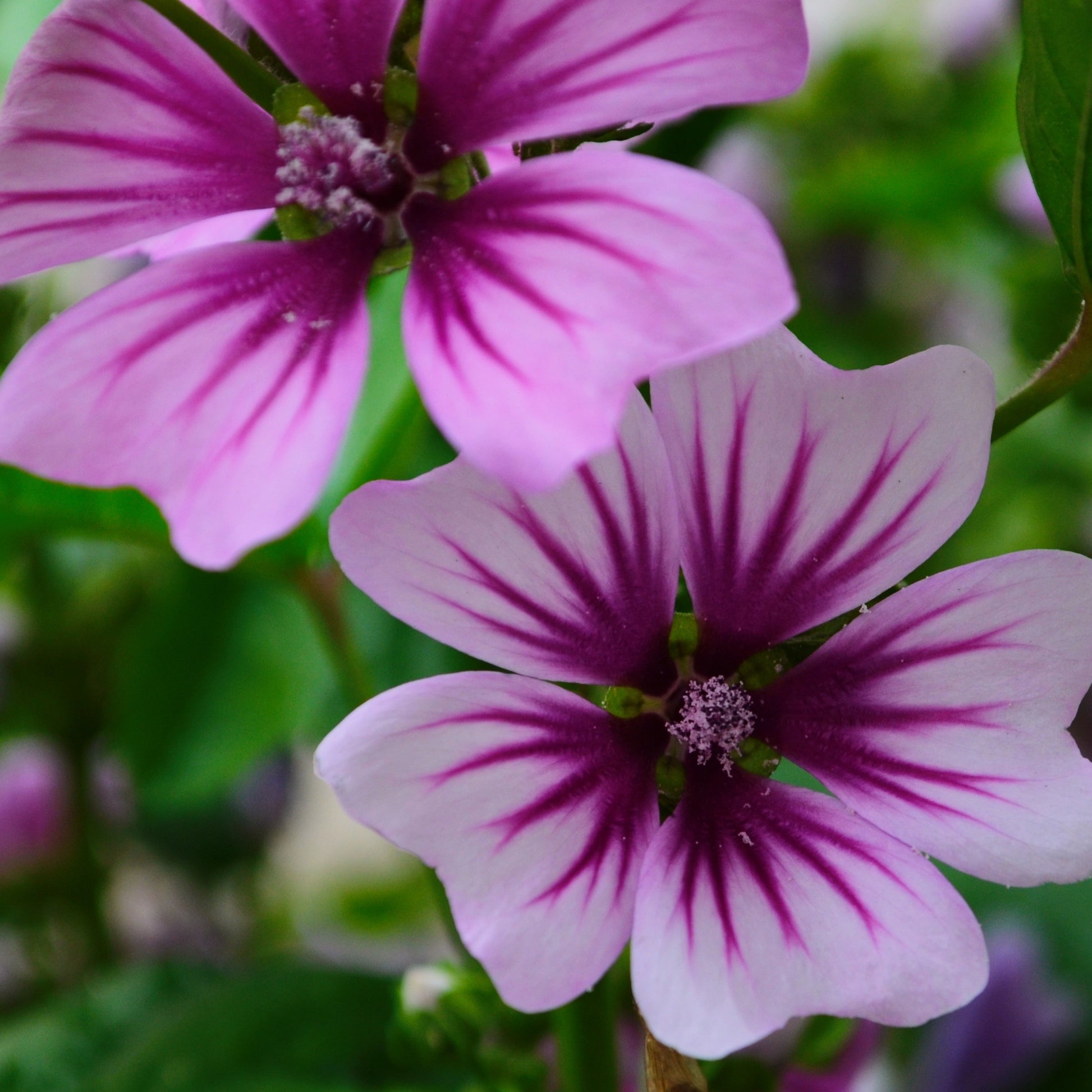 2 Mauves zébrées - Bakker.com | France