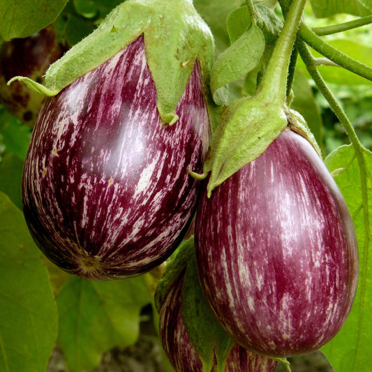 Plant Aubergine zébrée violette Rania - Bakker.com | France
