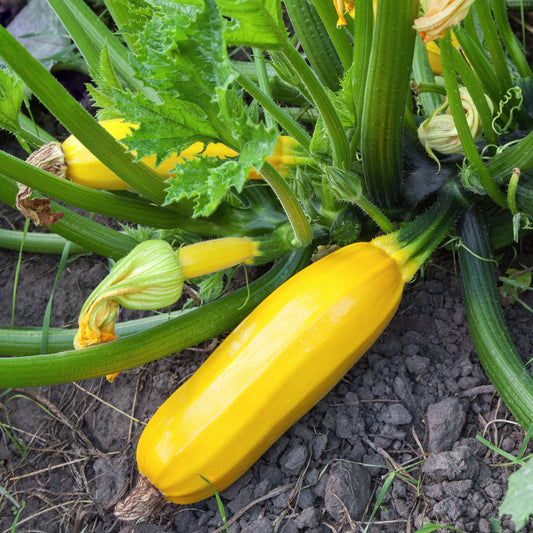 Plant Courgette jaune Sunlight F1 - Bakker