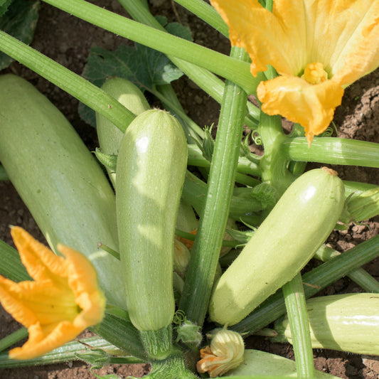 Plant Courgette Lorea - Bakker