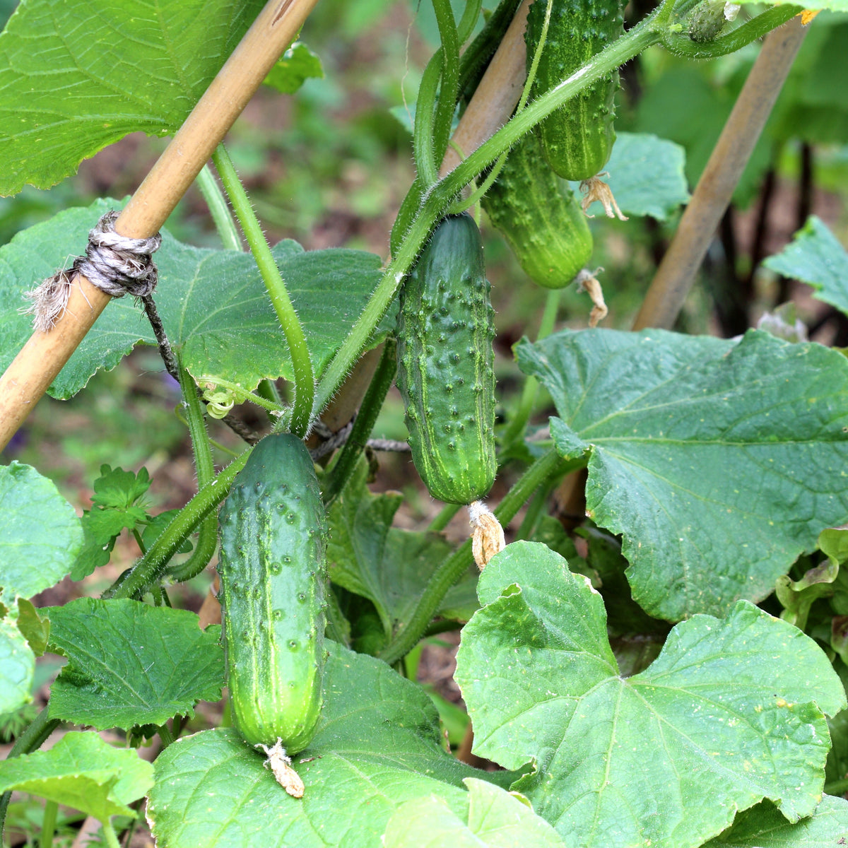 Plant Cornichon Regal F1 - Bakker