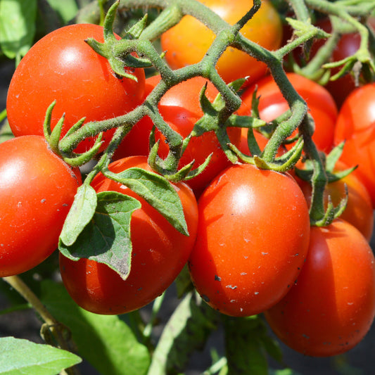 Plant Tomate Olivette Roma - Bakker