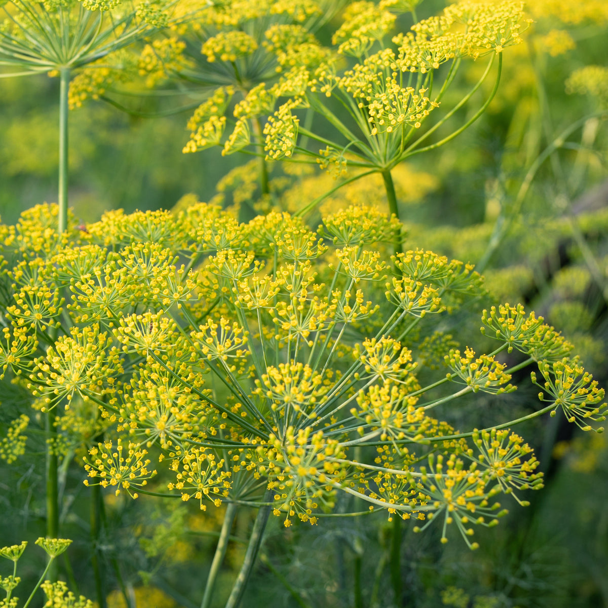 Plant d'Aneth - Anethum graveolens - Bakker