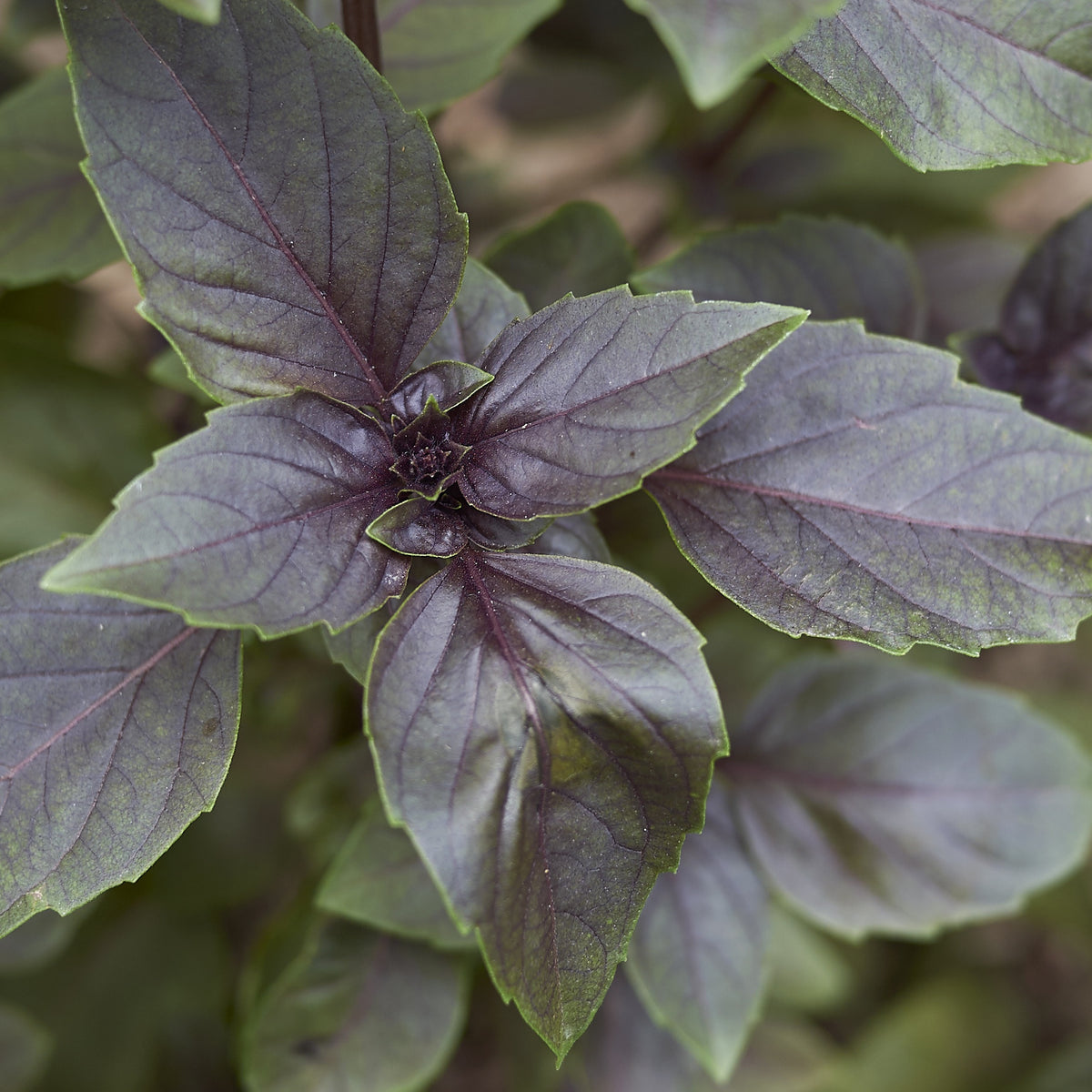 Plant Basilic pourpre - Ocimum basilicum purpurascens - Bakker