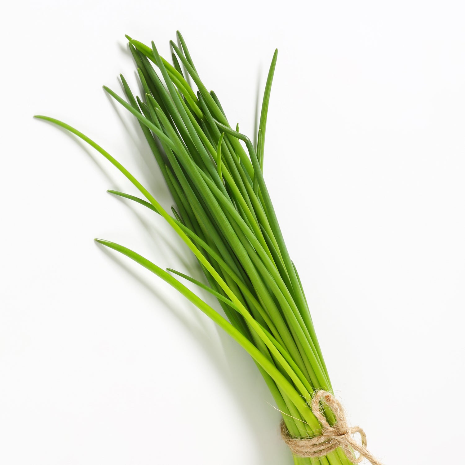 Allium schoenoprasum - Ciboulette