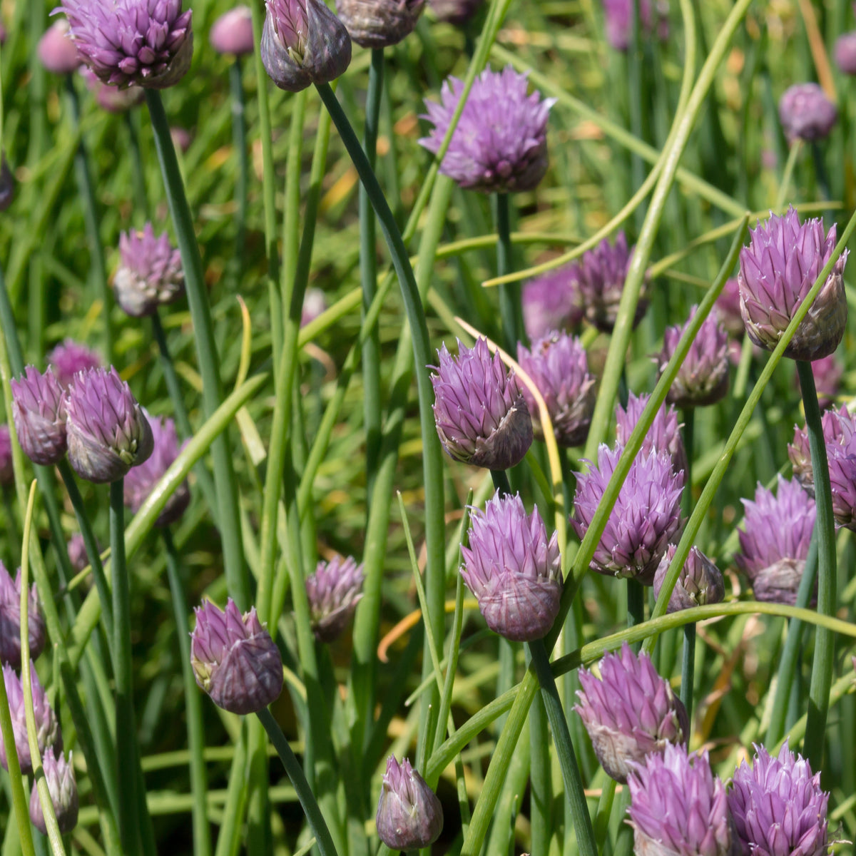 Allium schoenoprasum - Plant Ciboulette - Plants d'aromatiques