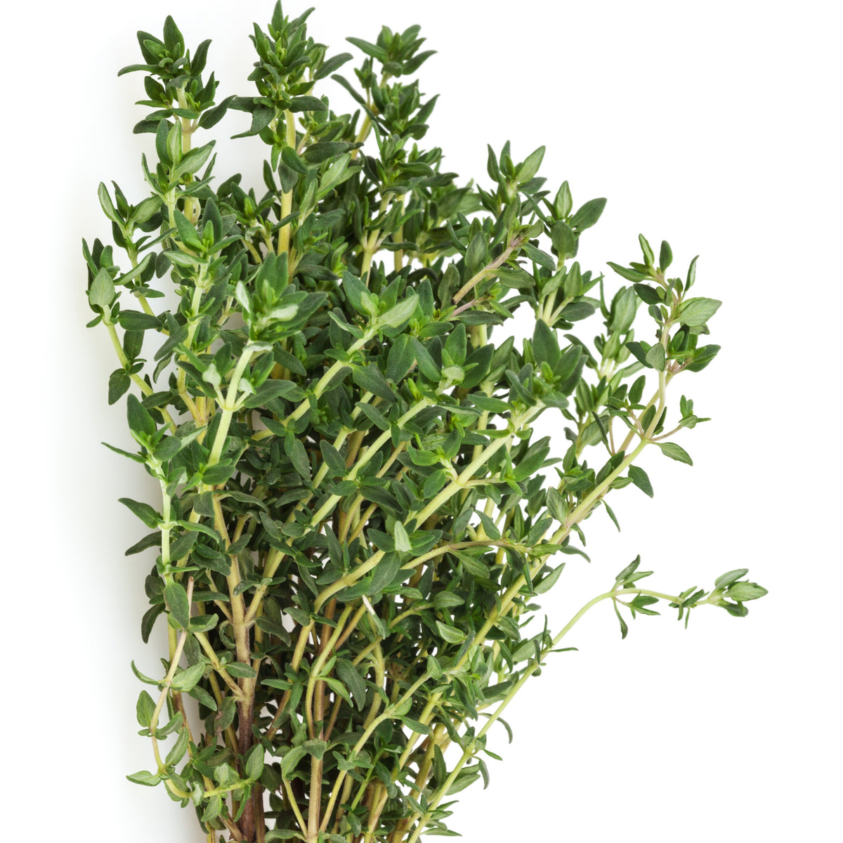 Thymus vulgaris - Plant Thym commun - Thym