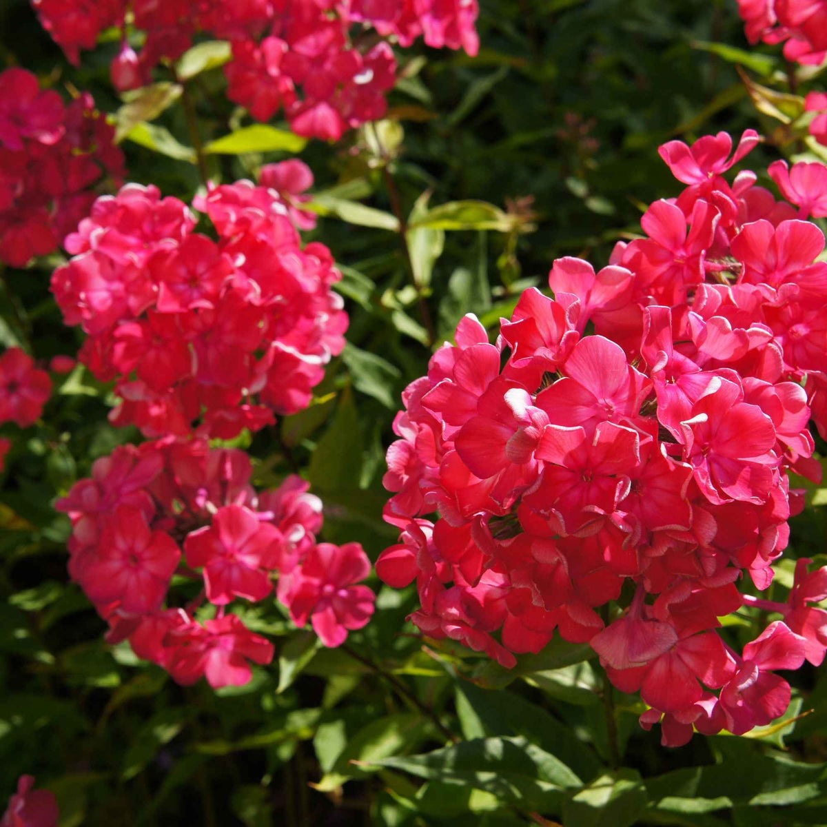 Phlox paniculata - 3 Phlox rouge, bleu, blanc en mélange - Phlox