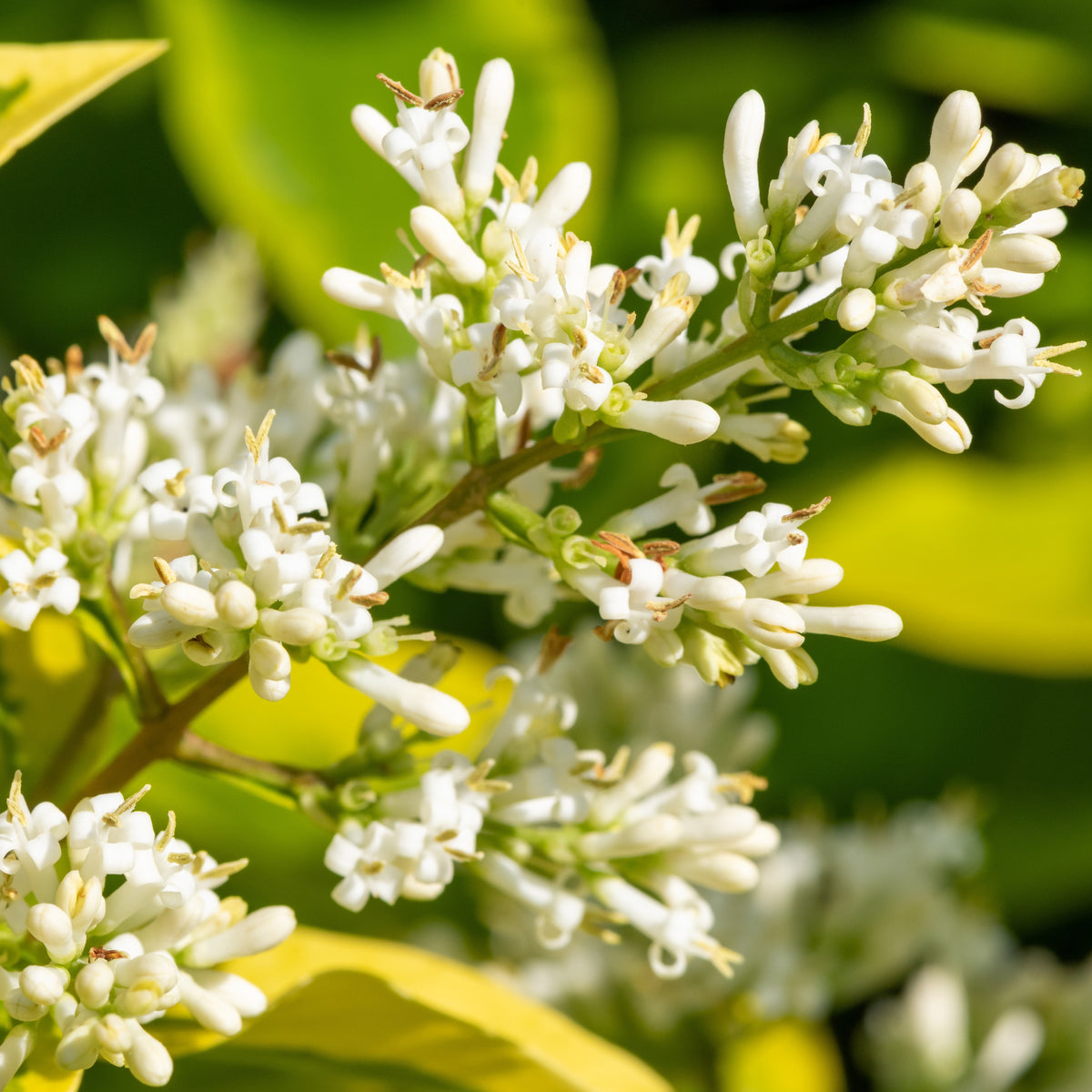 Ligustrum ovalifolium Aureum - Troène de Californie doré - Arbustes de haie