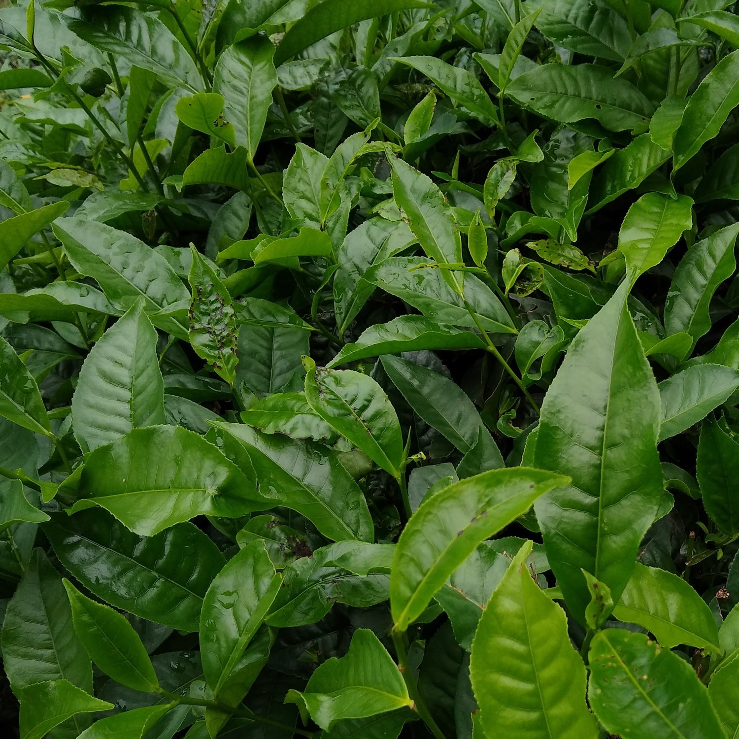 Camellia sinensis - Théier