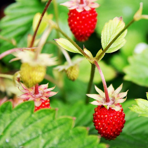 Fraisier des bois Baron Solemacher - Bakker.com | France