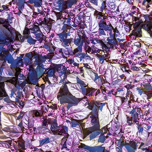 Herbes biologiques - Basilic pourpre Dark Opal Bio - Ocimum basilicum dark opal