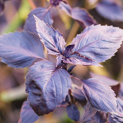 Basilic pourpre Dark Opal Bio - Bakker