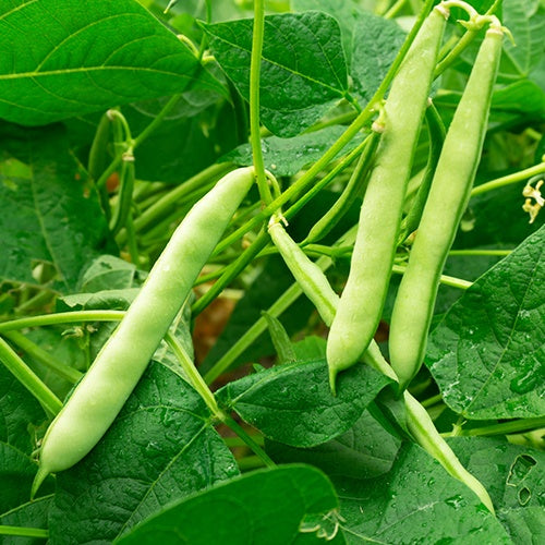 Haricot nain Speedy Bio - Phaseolus vulgaris speedy - Bakker