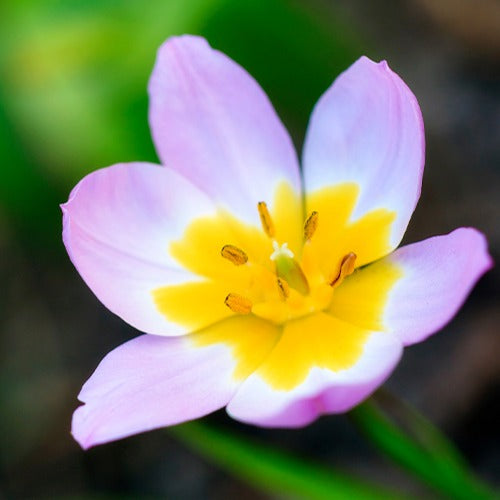Bakker - 10 Tulipes botaniques Lilac Wonder - Tulipa lilac wonder - Bulbes de printemps