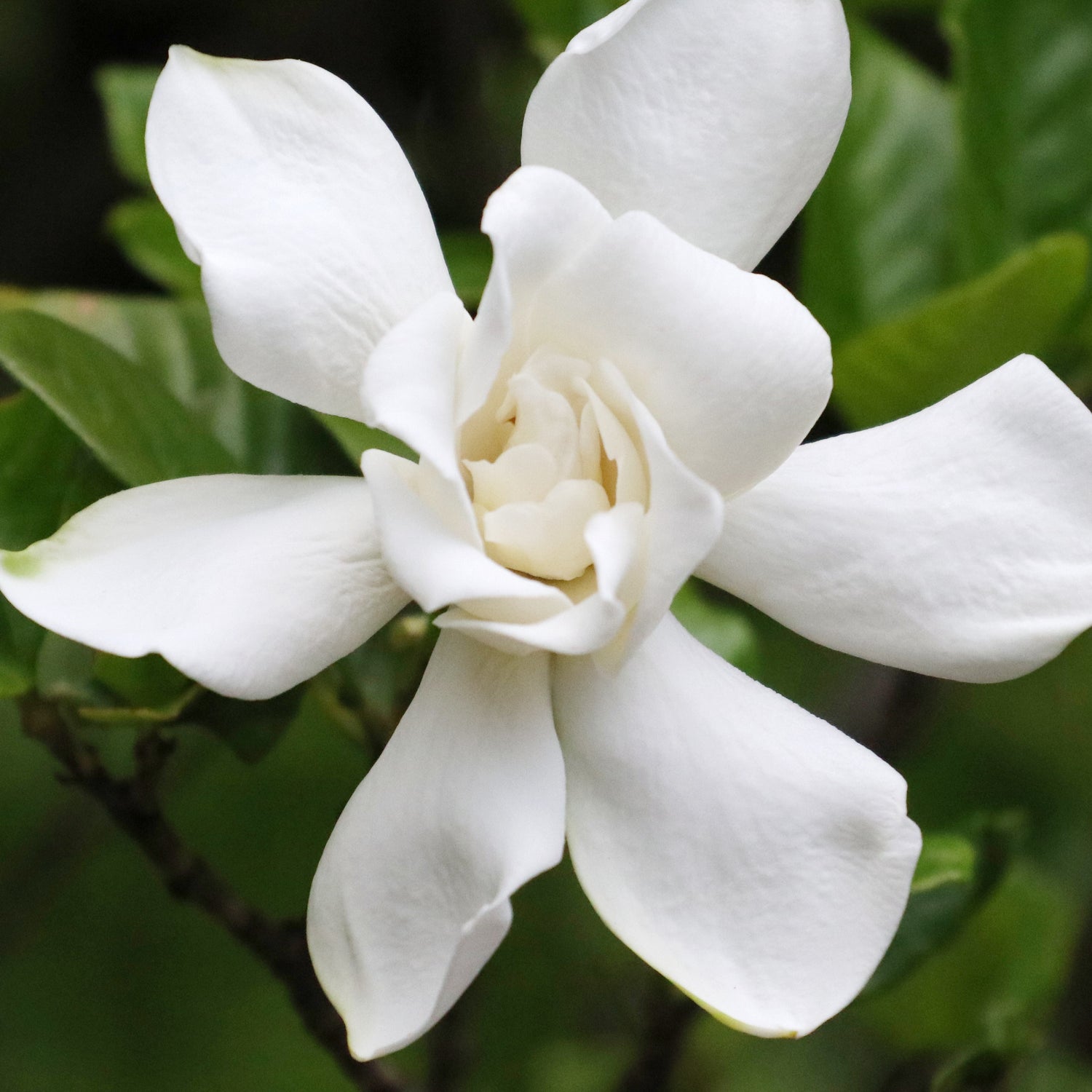 Gardenia