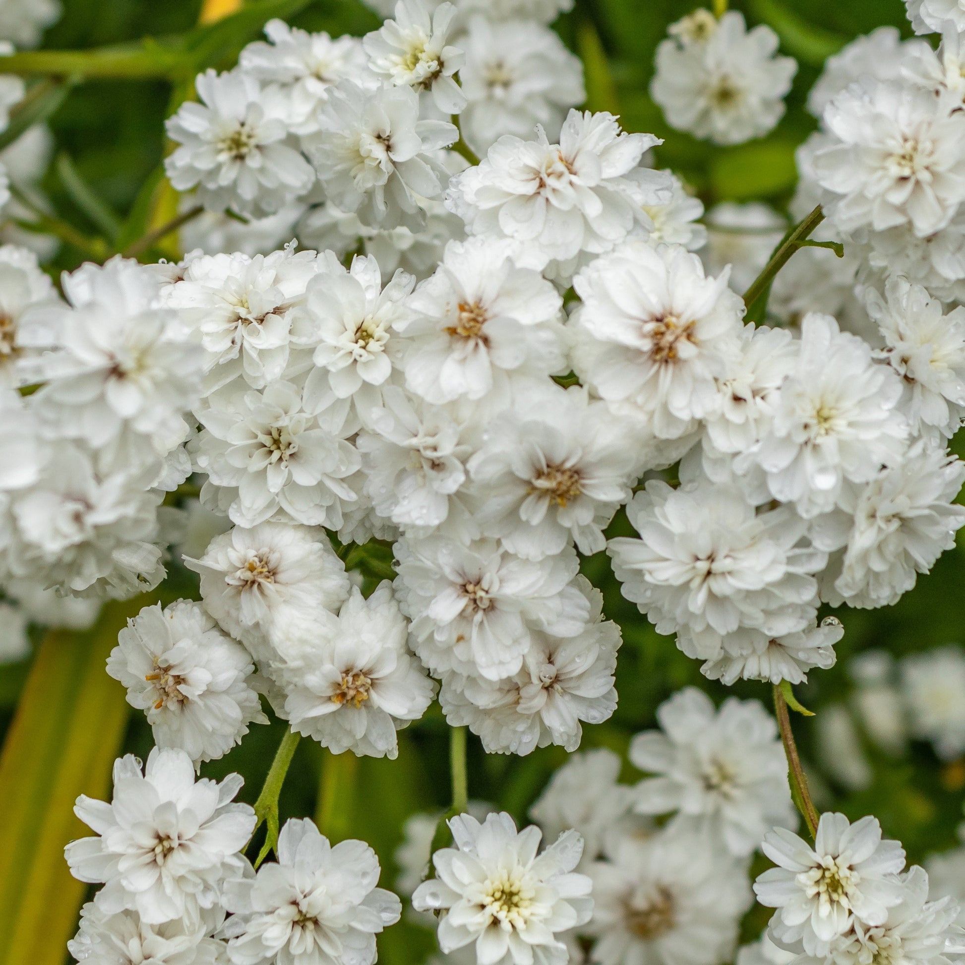 Achillée Diadem - Bakker.com | France