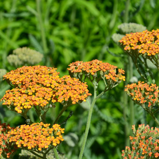 Achillée Terracotta - Bakker