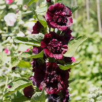 3 Roses trémière double Brun châtaigne - Bakker