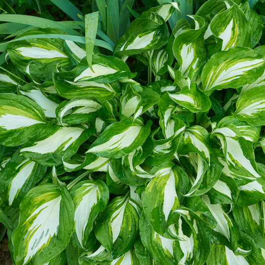 Hosta à feuilles ondulées Mediovariegata - Bakker