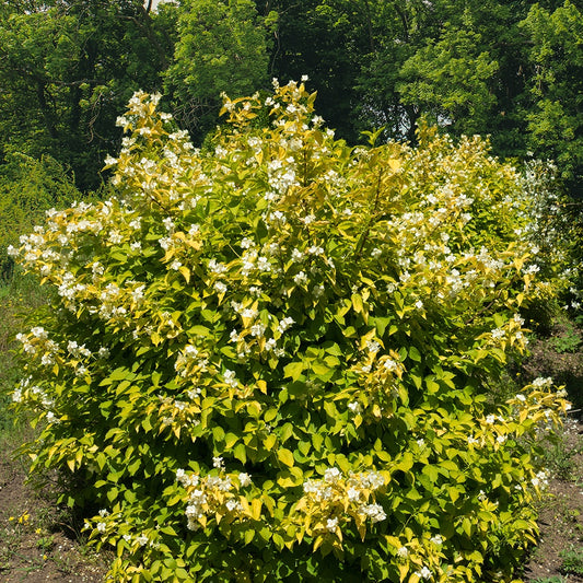 Philadelphus Aureus - Bakker