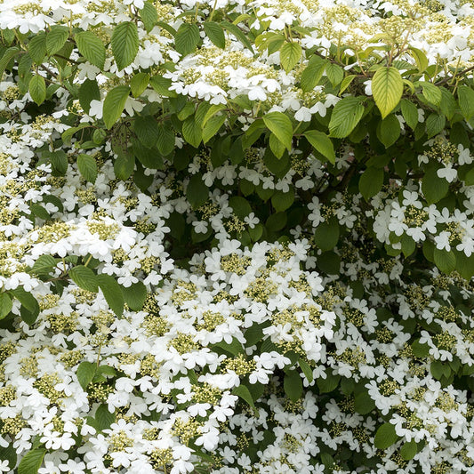 Bakker - Viorne de Chine Watanabe - Viburnum plicatum 'watanabe' - Plantes d'extérieur