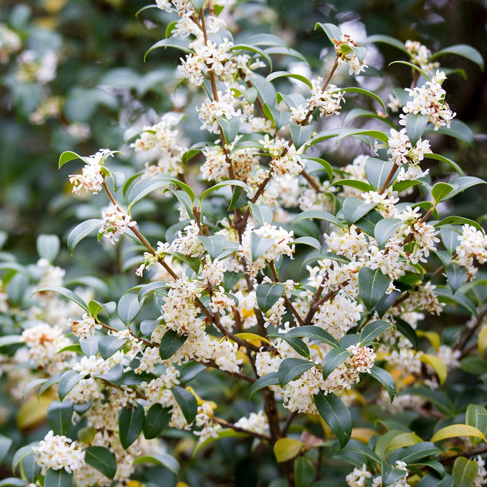 Osmanthus burkwoodii - Osmanthe de Burkwood - Plantes à feuillage persistant