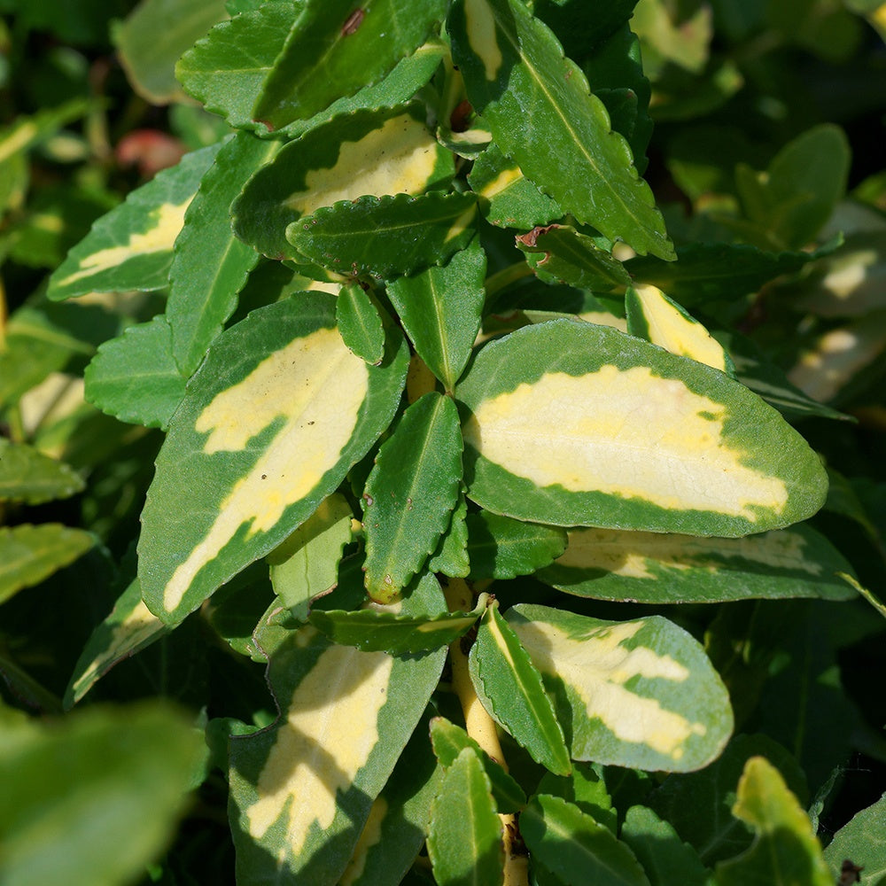 Fusain persistant Sunspot - Euonymus fortunei sunspot - Bakker