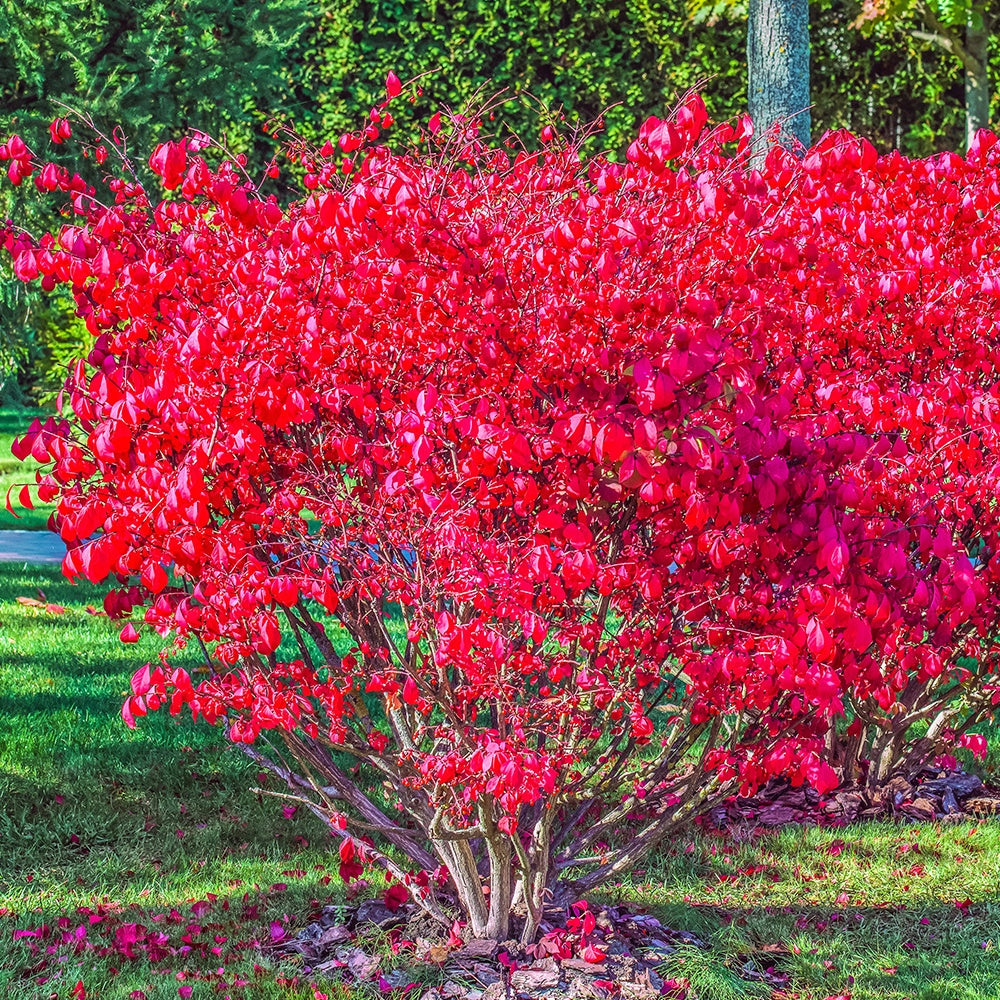 Fusain ailé Compactus - Euonymus alatus Compactus - Bakker