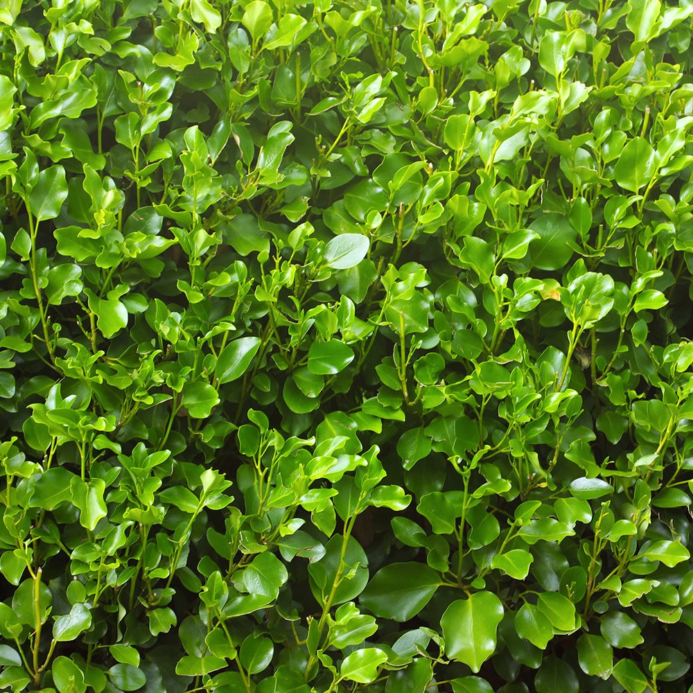 Bakker - Griseline du littoral - Griselinia littoralis - Plantes d'extérieur