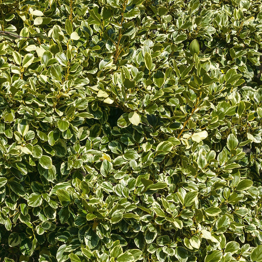 Griseline du littoral Variegata - Bakker