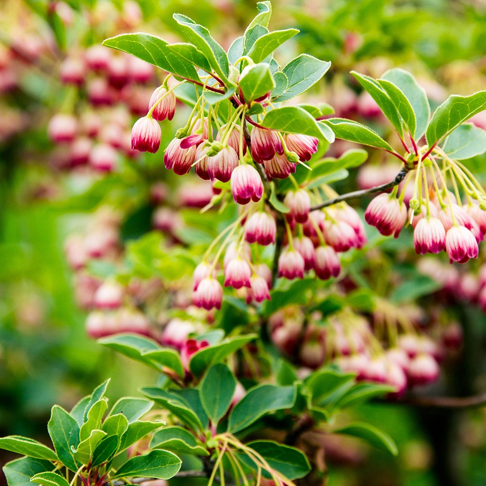 Bakker - Andromède campanulée - Enkianthus campanulatus red bells - Terrasses et balcons