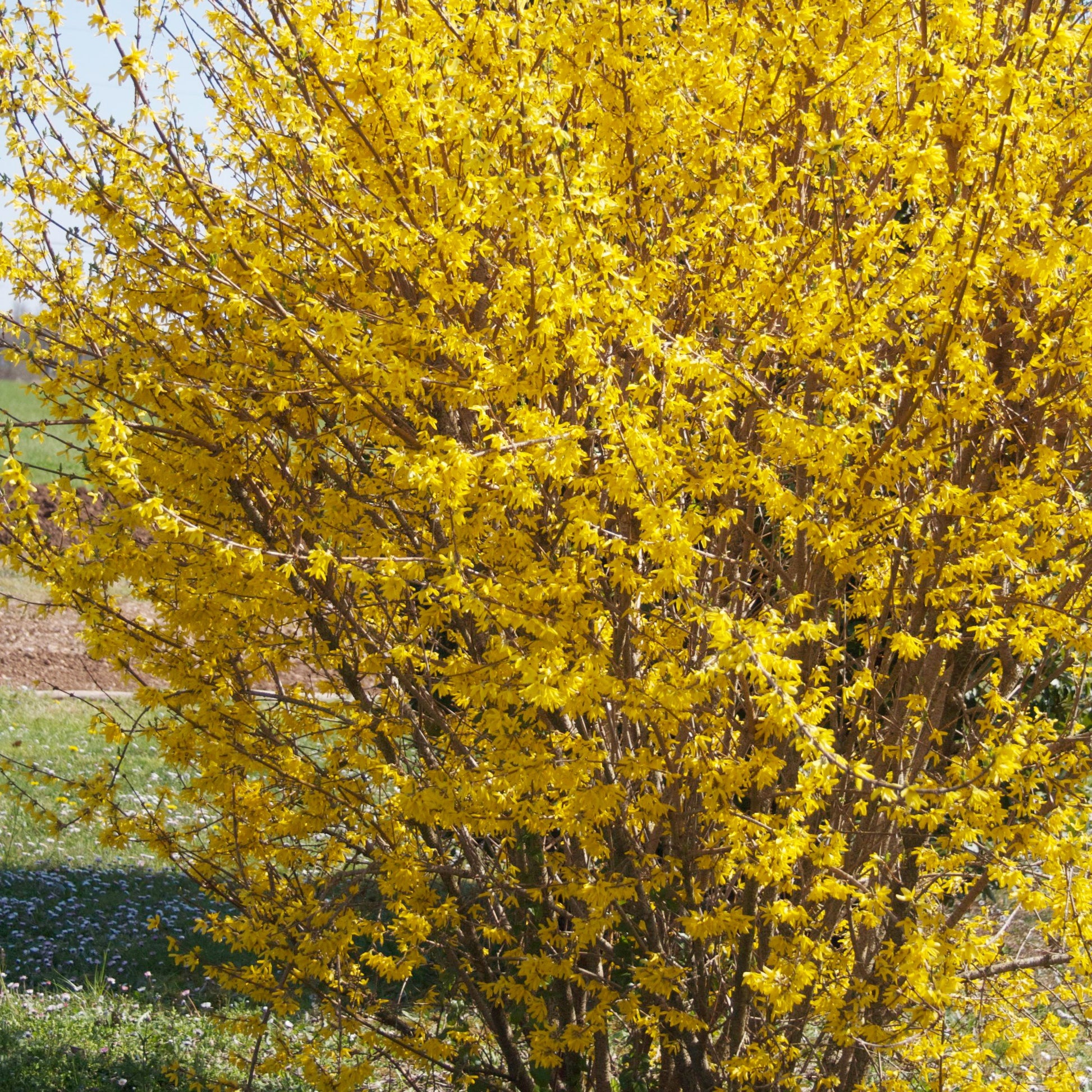 Forsythia Marée d'Or ® - Bakker.com | France