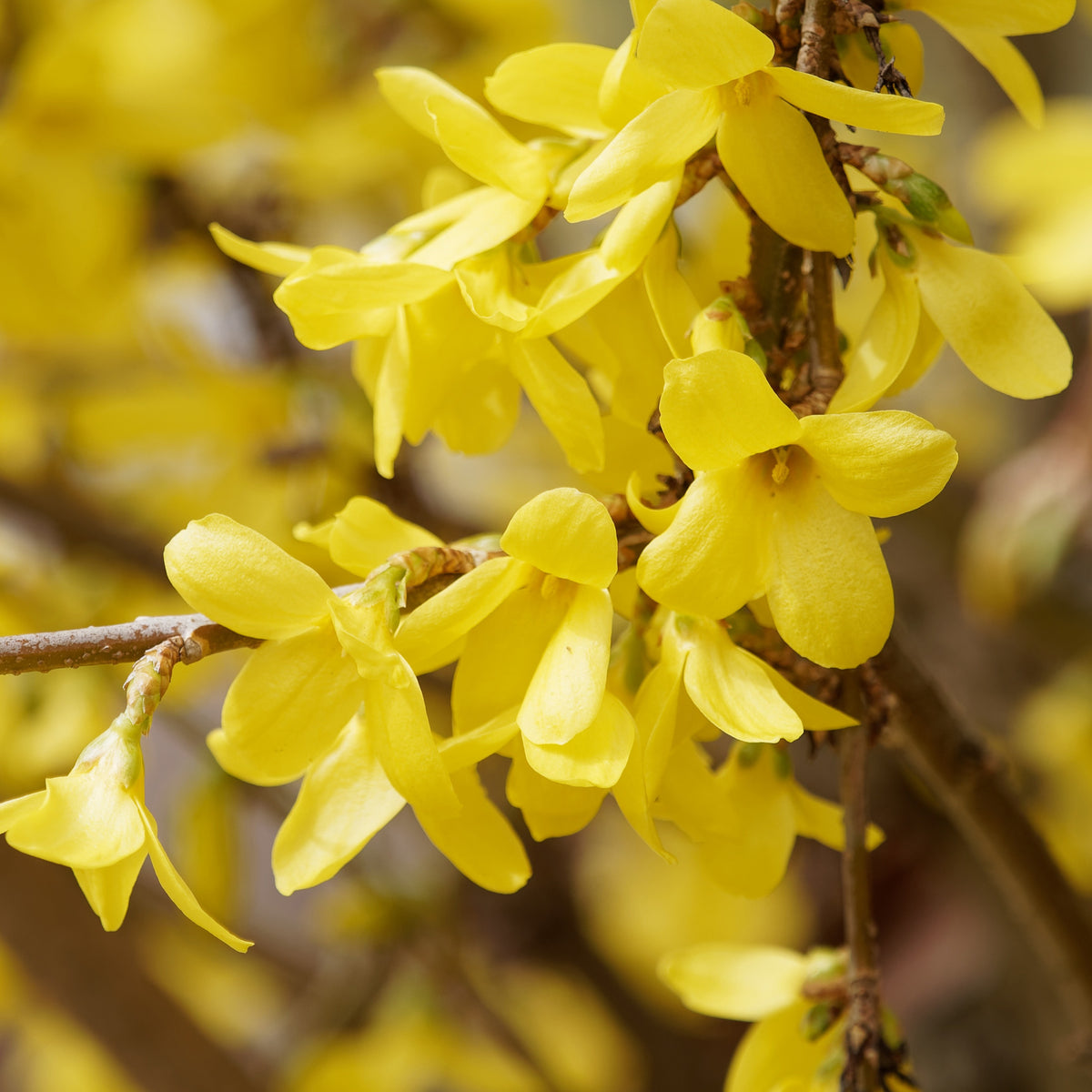 Forsythia Marée d'Or ® - Forsythia Marée d'Or ® - Arbustes fleuris