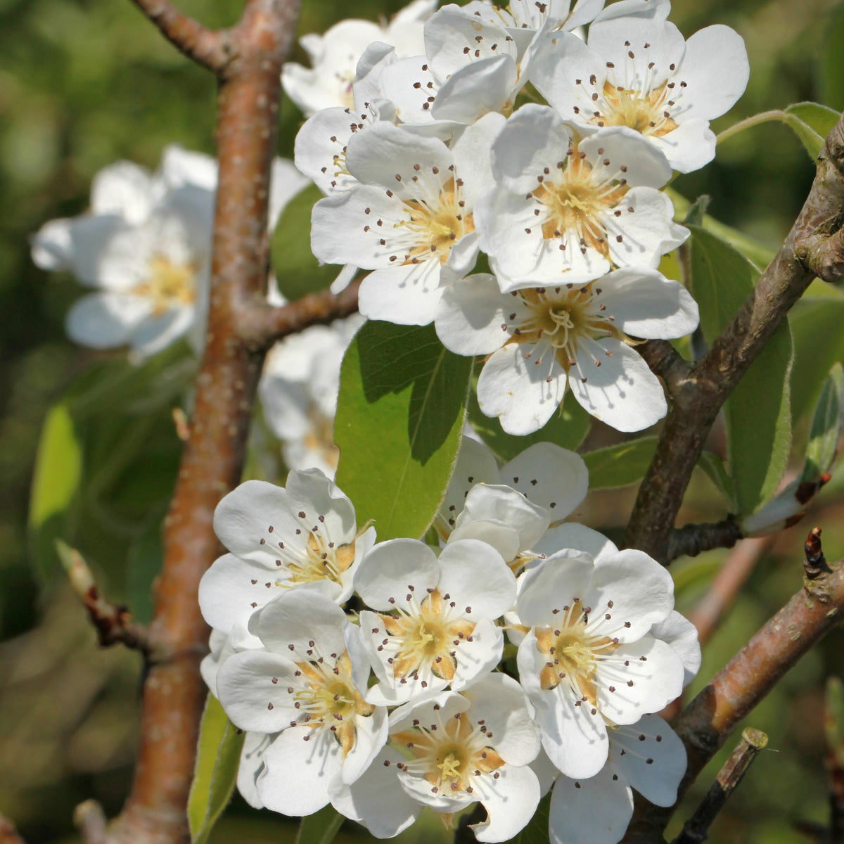 Poirier Abate Fetel - Pyrus communis abate fetel - Bakker