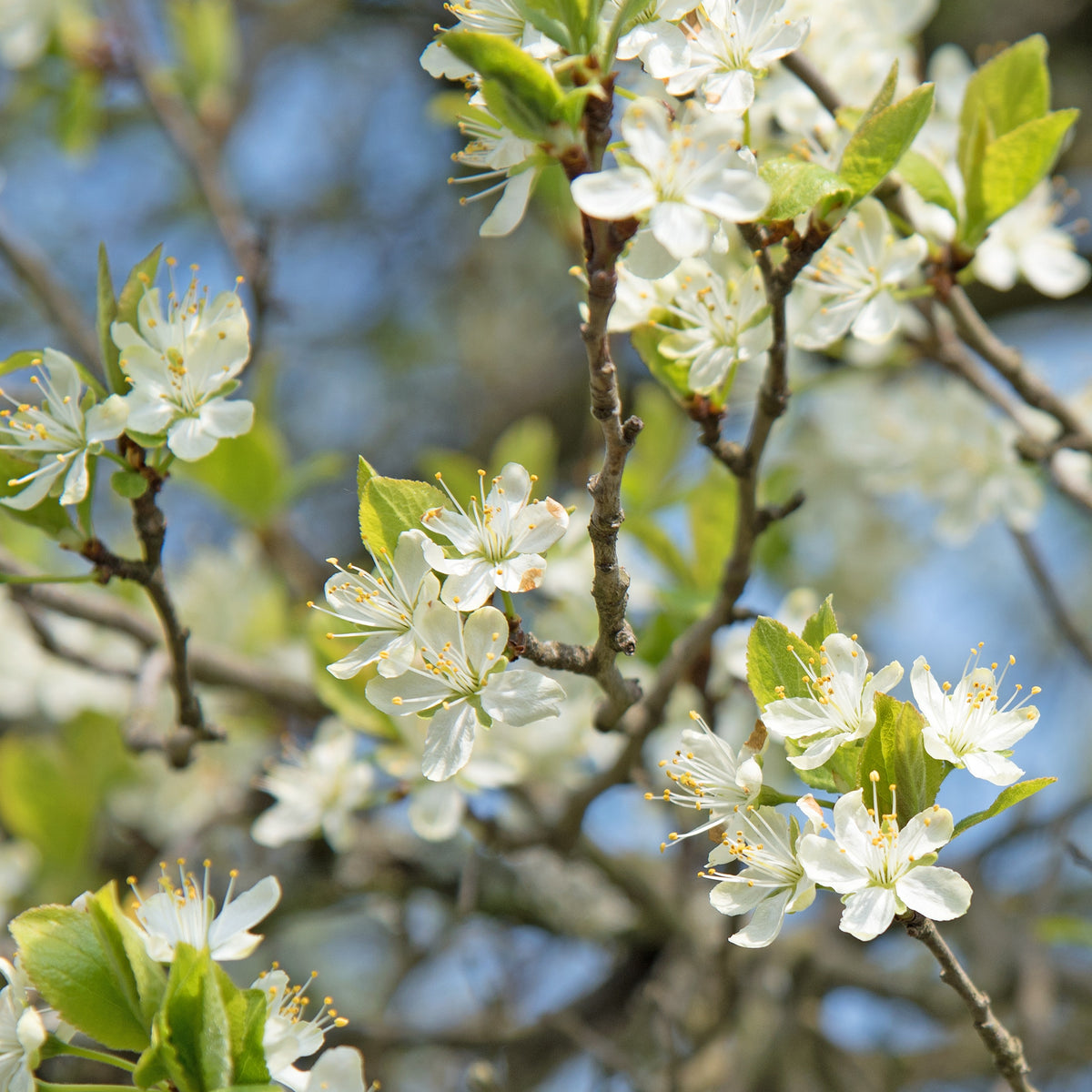 Prunier Reine-Claude Dorée - Prunus domestica reine-claude dorée - Bakker