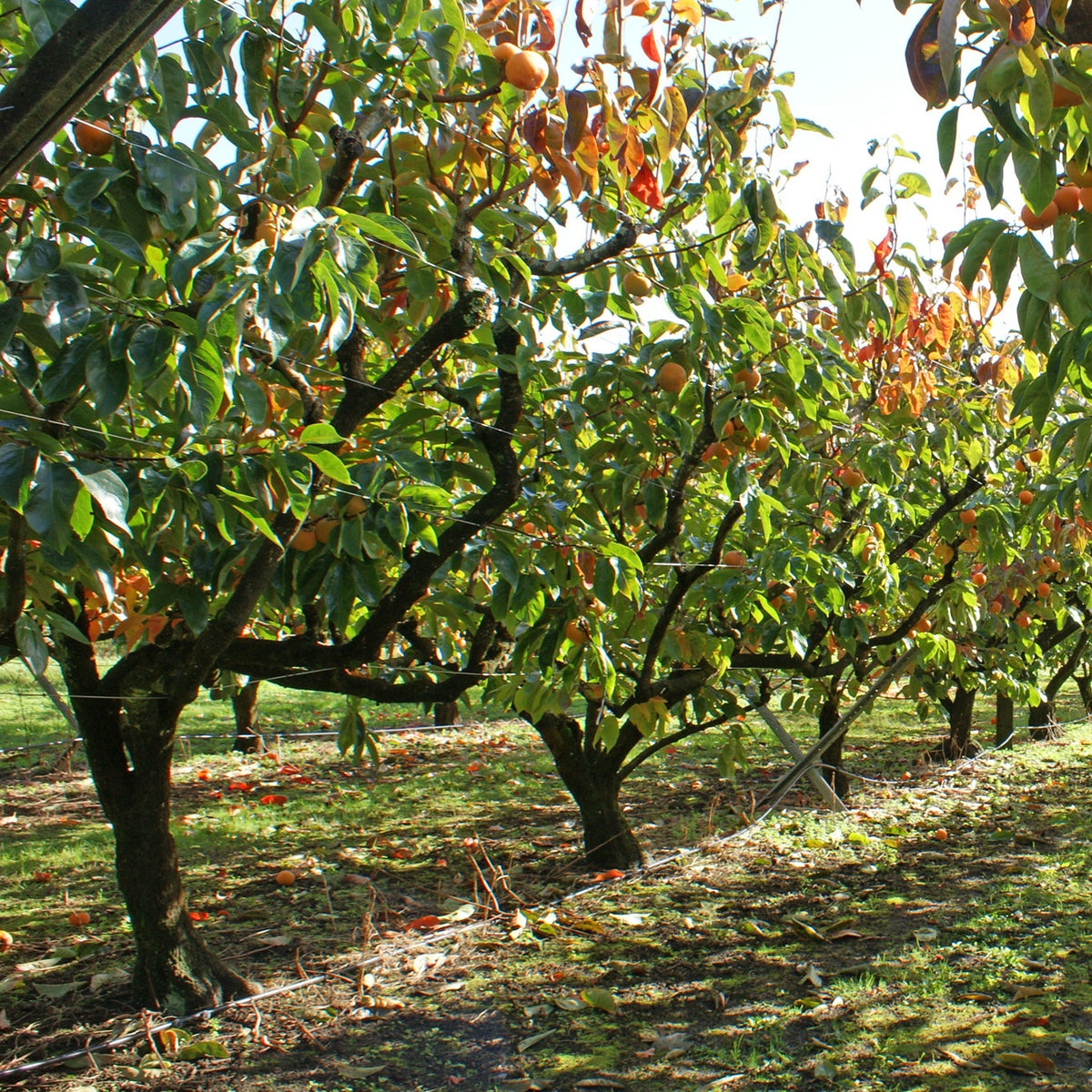 Kaki diospyros rojo brillante - Kaki Rojo Brillante - Kaki