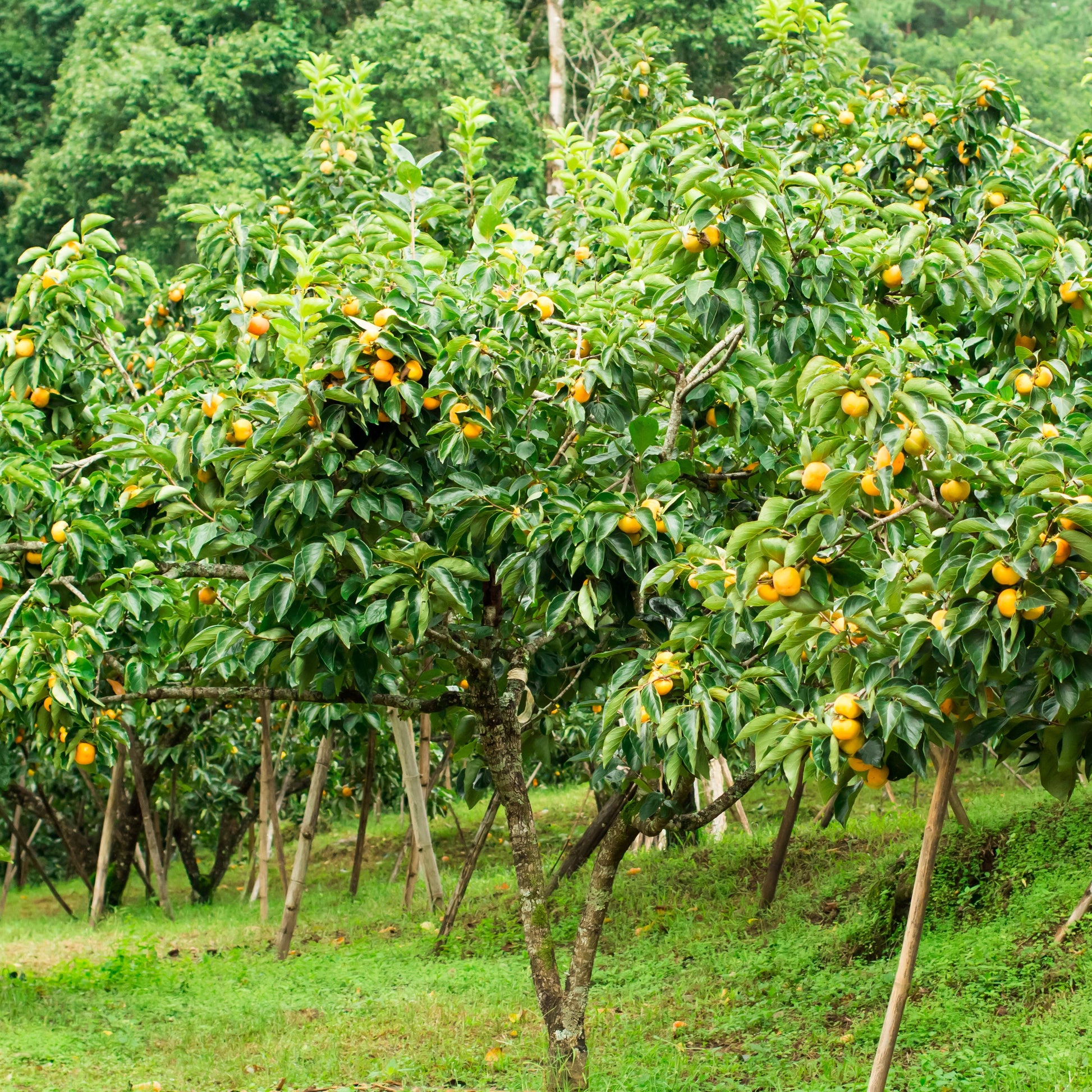 Kaki Tipo - Kaki diospyros tipo - Fruitiers