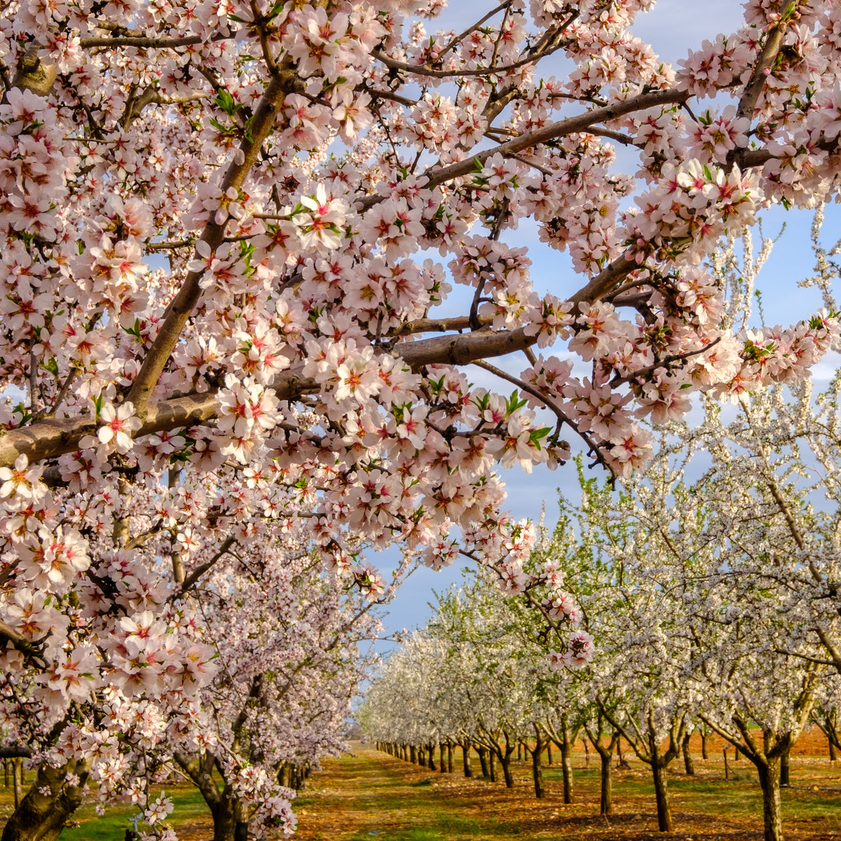 Amandier - Prunus dulcis Texas - Bakker