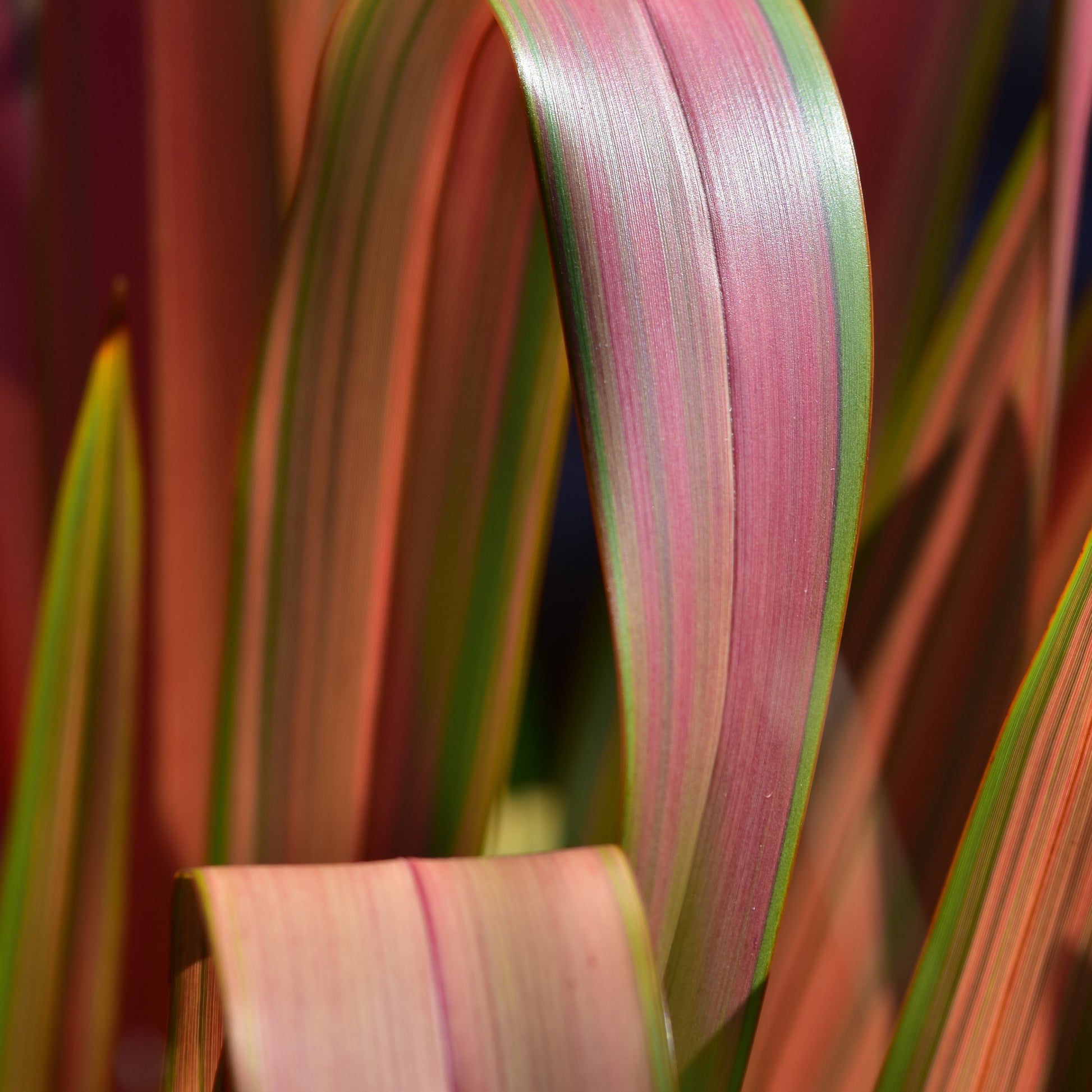 Bakker - Lin de Nouvelle-Zélande Rainbow Queen - Phormium 'rainbow queen' - Les incontournables