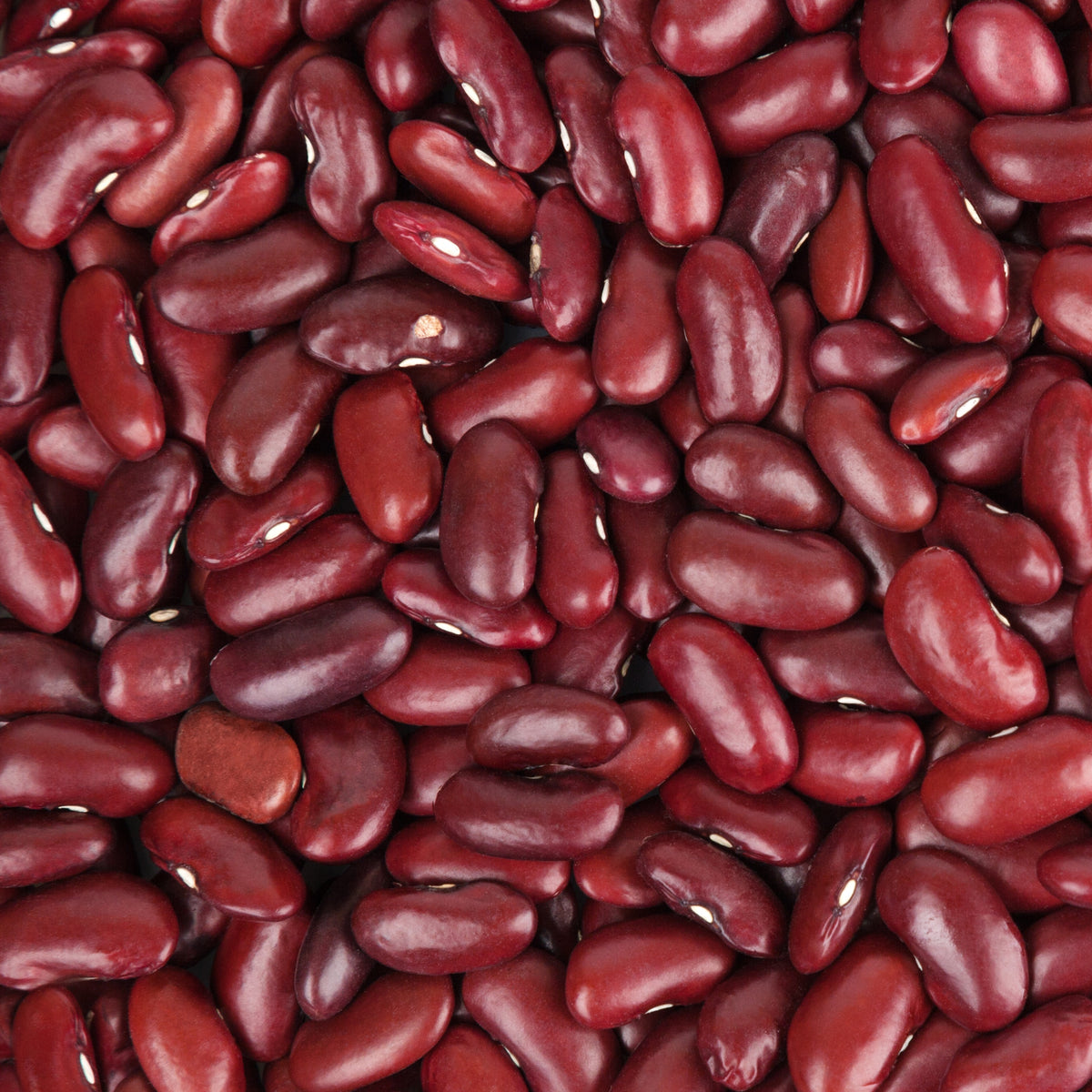 Haricot rouge - Bakker