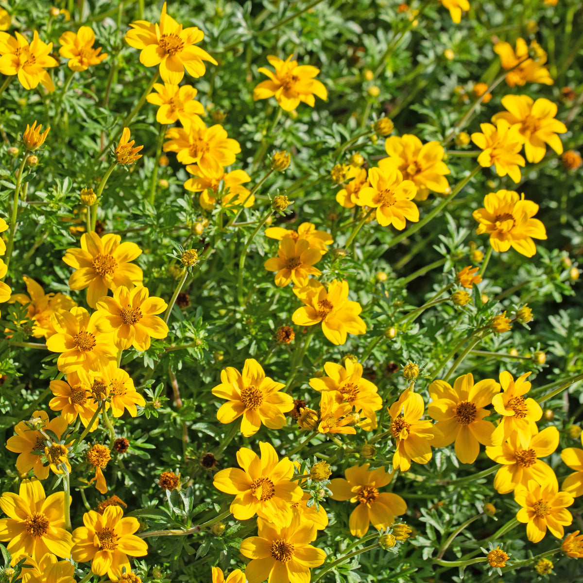 3 Bidens à feuilles de férule - Bidens ferulifolia - Bakker