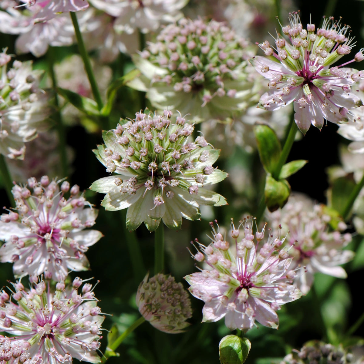Grande astrance Buckland - Astrantia major Buckland - Bakker