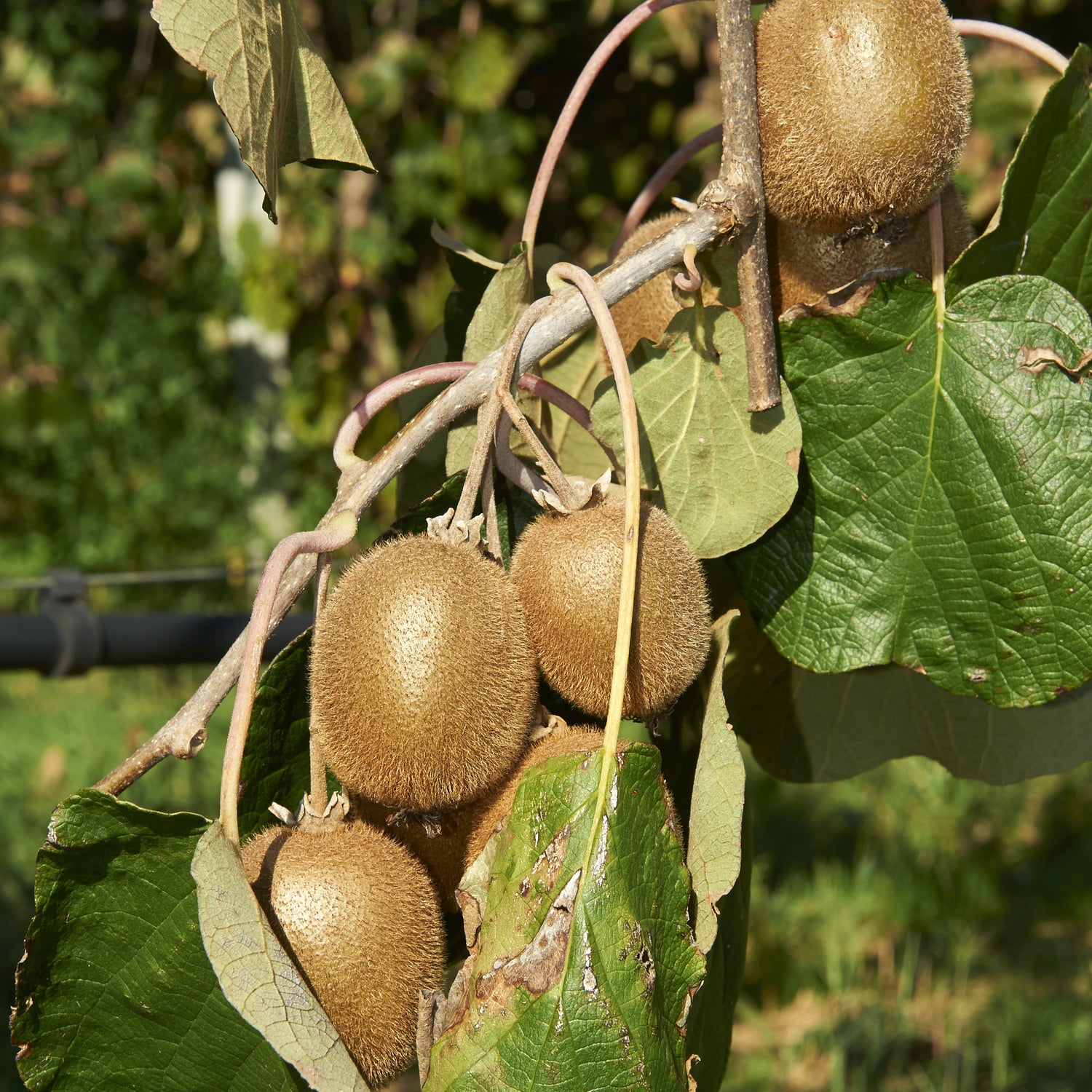 Actinidia deliciosa - Kiwi