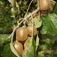 Arbustes - Collection de 3 fruitiers d'été : Figuier, Mûrier, Kiwi - Morus nigra 'mulle', ficus gustissimo 'perretta', actinidia delciosio