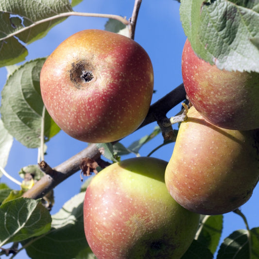 Pommier Rode Boskoop - Bakker.com | France