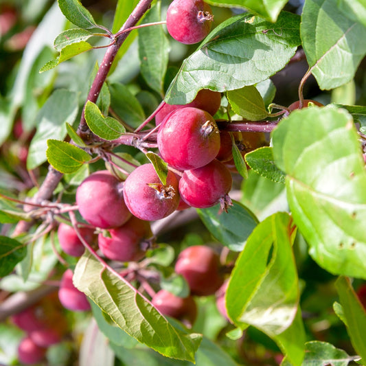 Pommier d'ornement Red Sentinel - Bakker