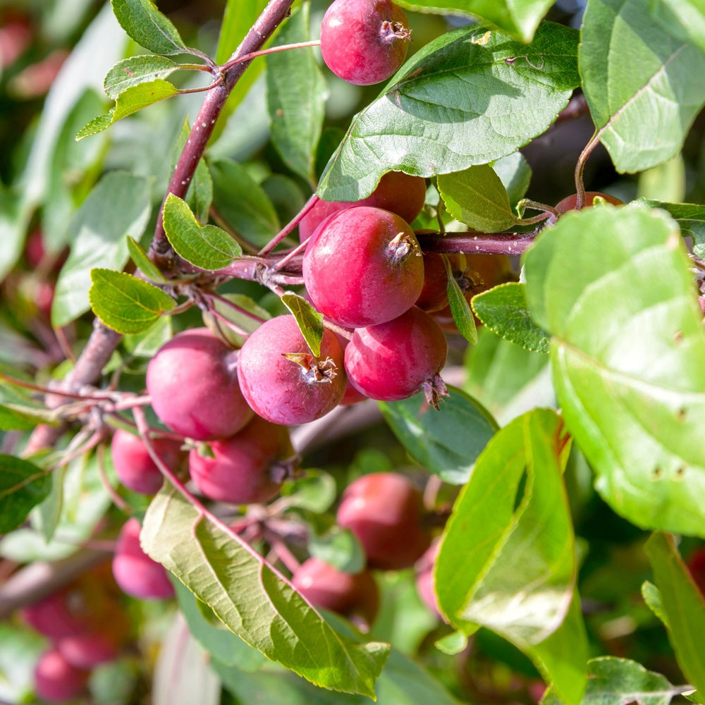 Bakker - Pommier d'ornement Red Sentinel - Malus red sentinel - Plantes d'extérieur