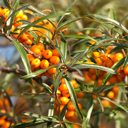 Argousier autofertile Friesdorfer Orange - Bakker